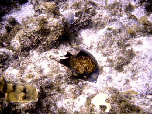 scuba