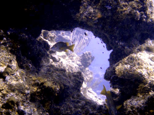 scuba