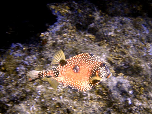 pufferfish