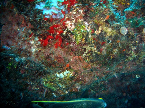 scuba