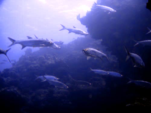 scuba