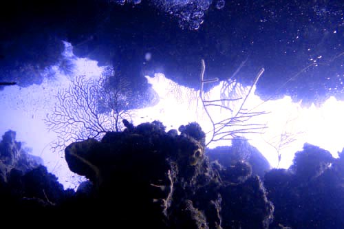 scuba