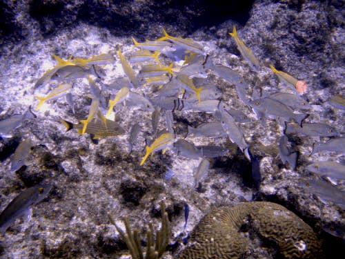scuba