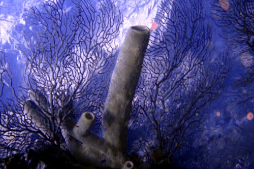 scuba