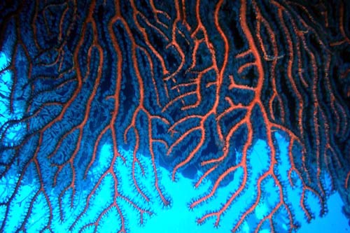 scuba