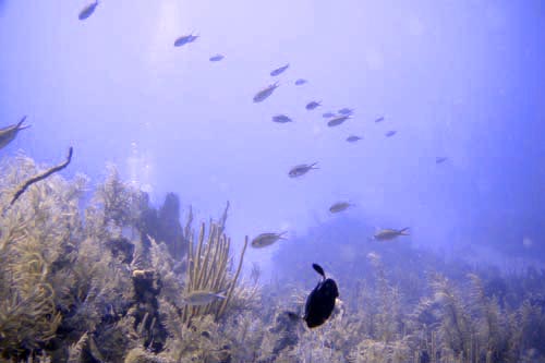 scuba
