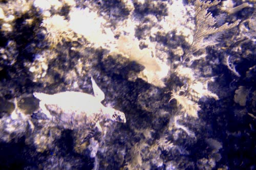 turtle
