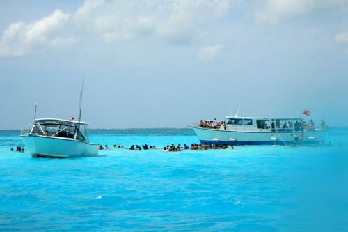 stingray