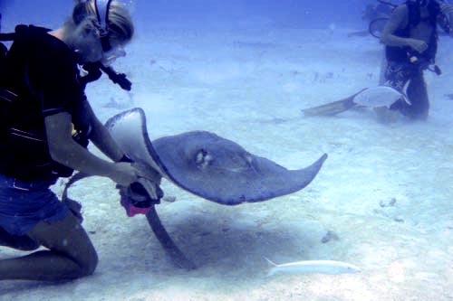 stingray