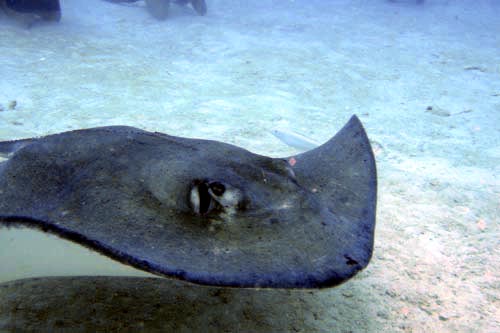 stingray