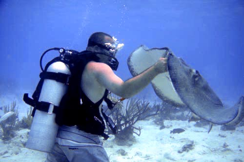 stingray