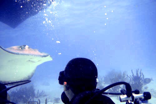 stingray
