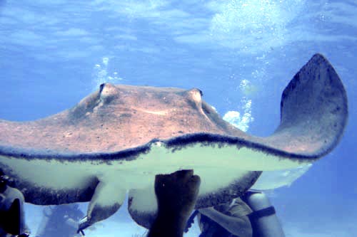 stingray