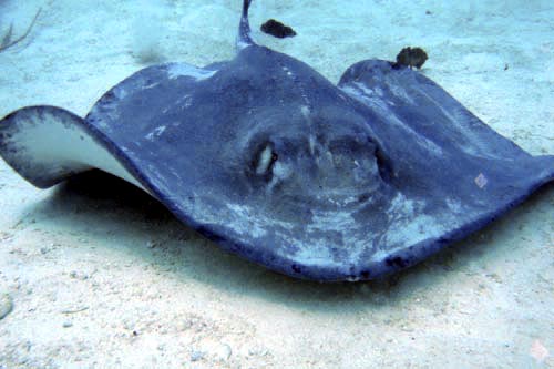 stingray