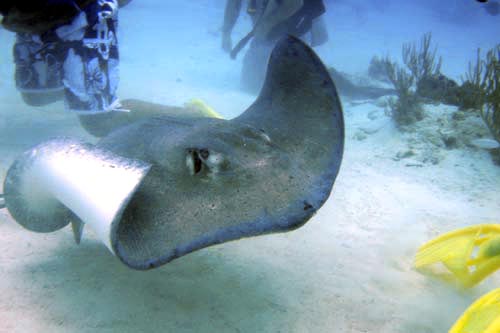 stingray