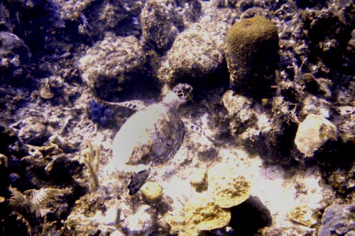 turtle
