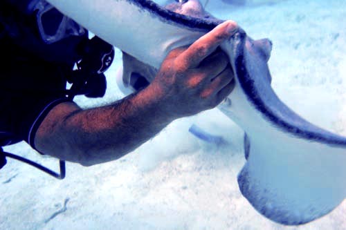stingray