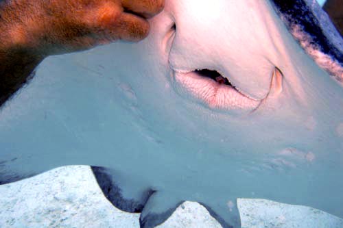 stingray