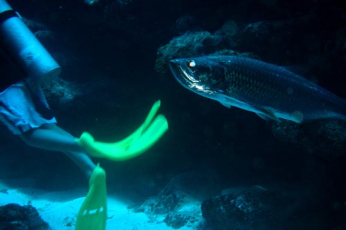 scuba