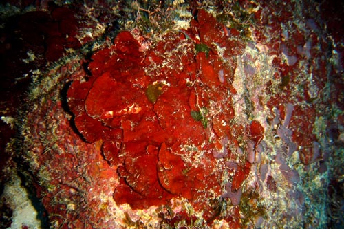 scuba