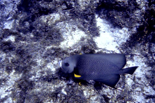 scuba