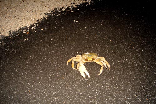 crab