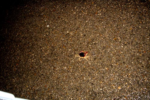 crab
