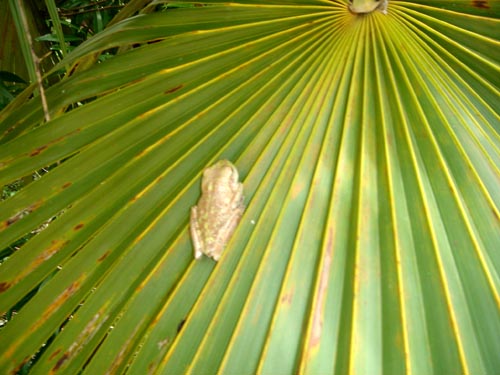 toad