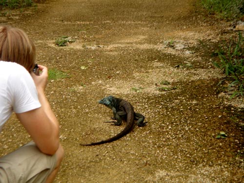 lizard