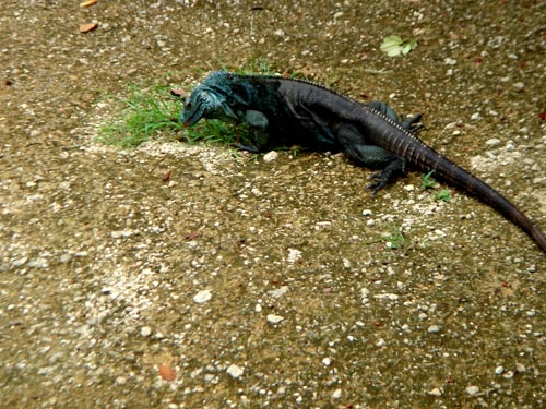 lizard