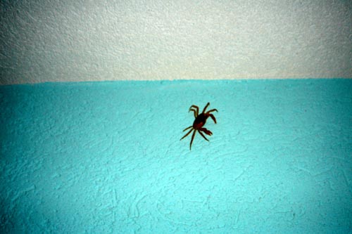 crab