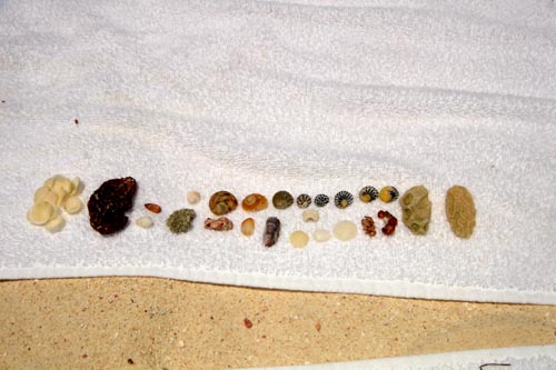 seashell