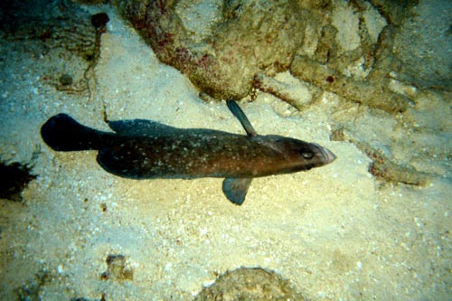scuba