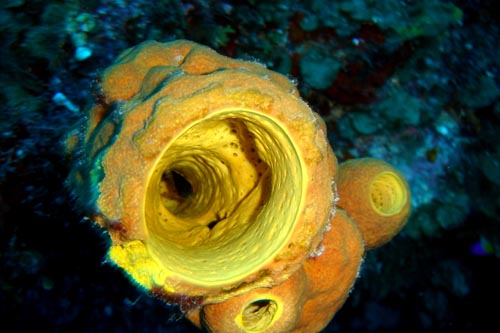 scuba