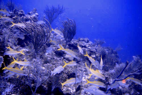 scuba