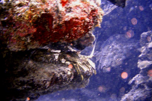 lobster
