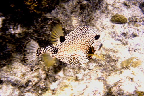pufferfish