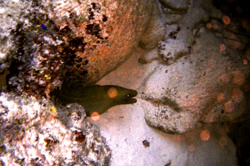 eel