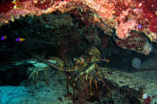 lobster