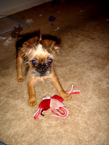 monkey
