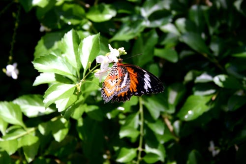 butterfly