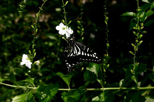 butterfly