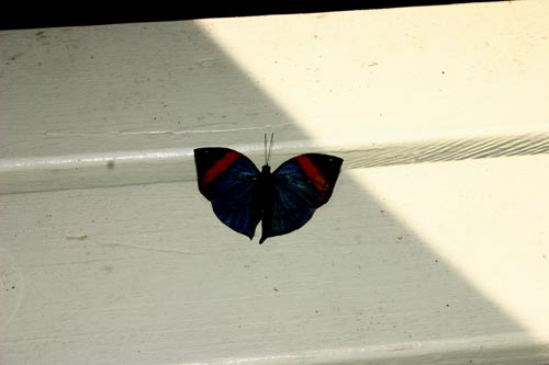 butterfly