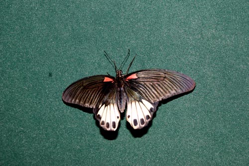 butterfly