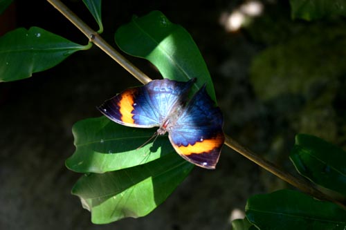 butterfly