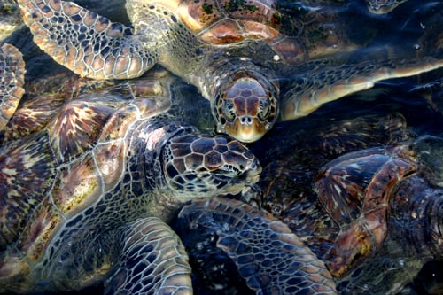 turtle