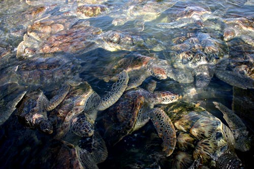 turtle