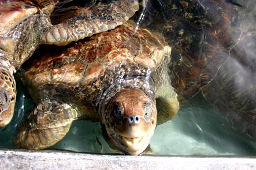 turtle