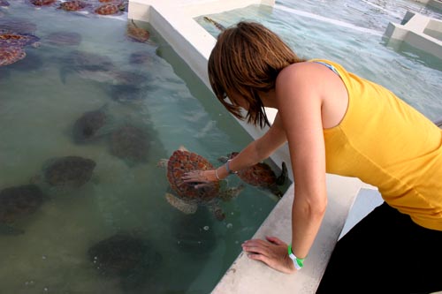 turtle