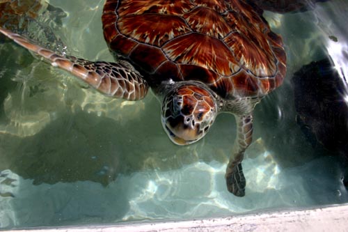 turtle